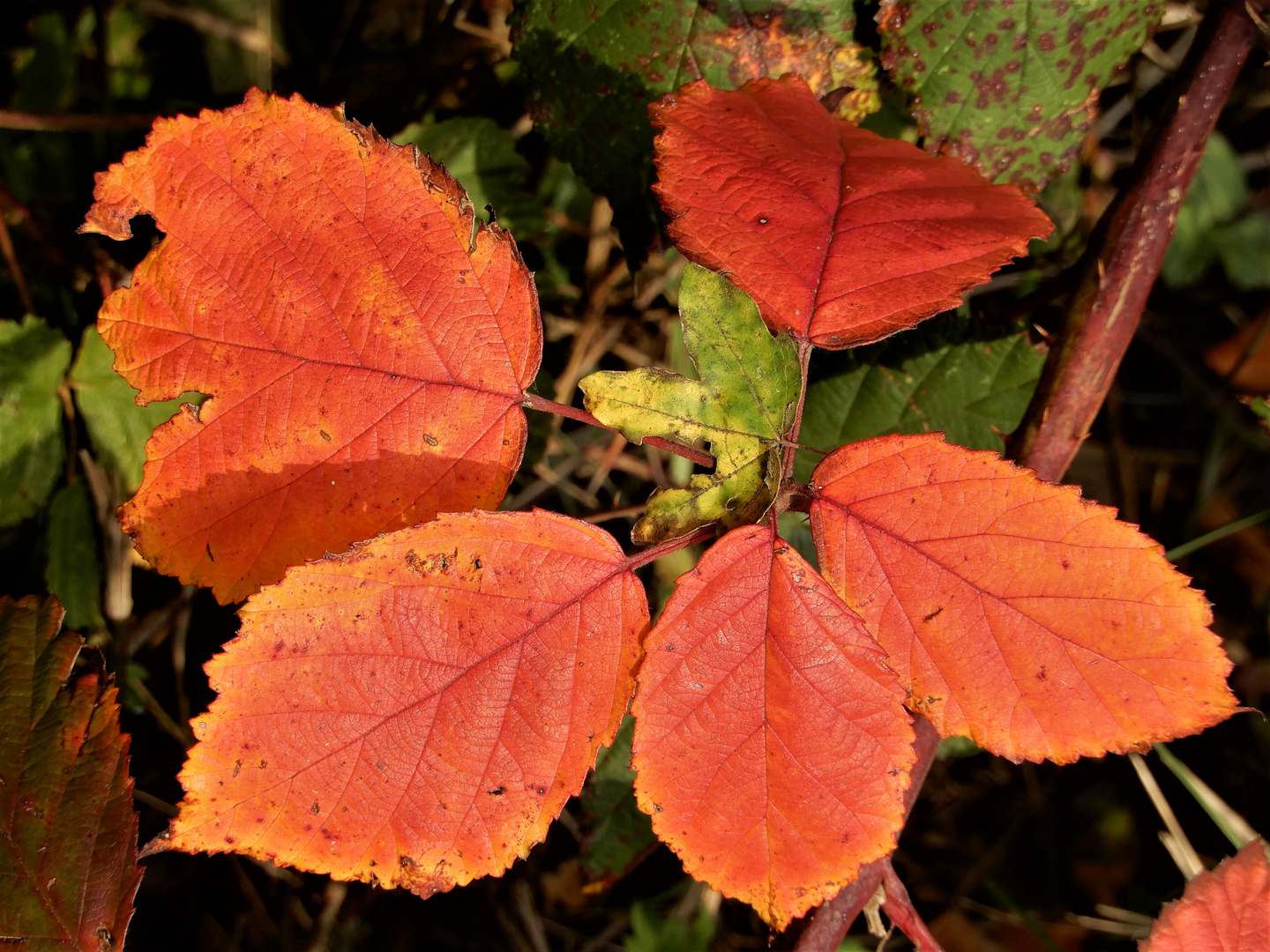 Herbst-Stimmung