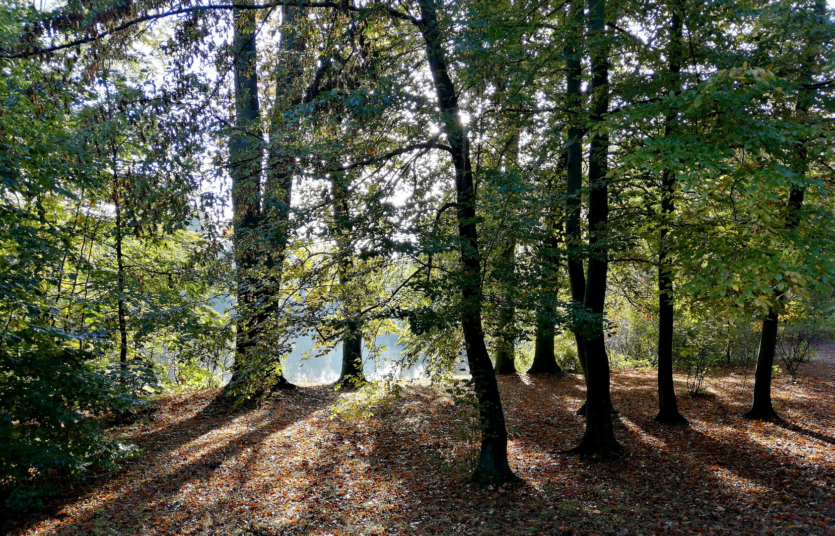 Herbst-Stimmung am Gothaer Parkteich II