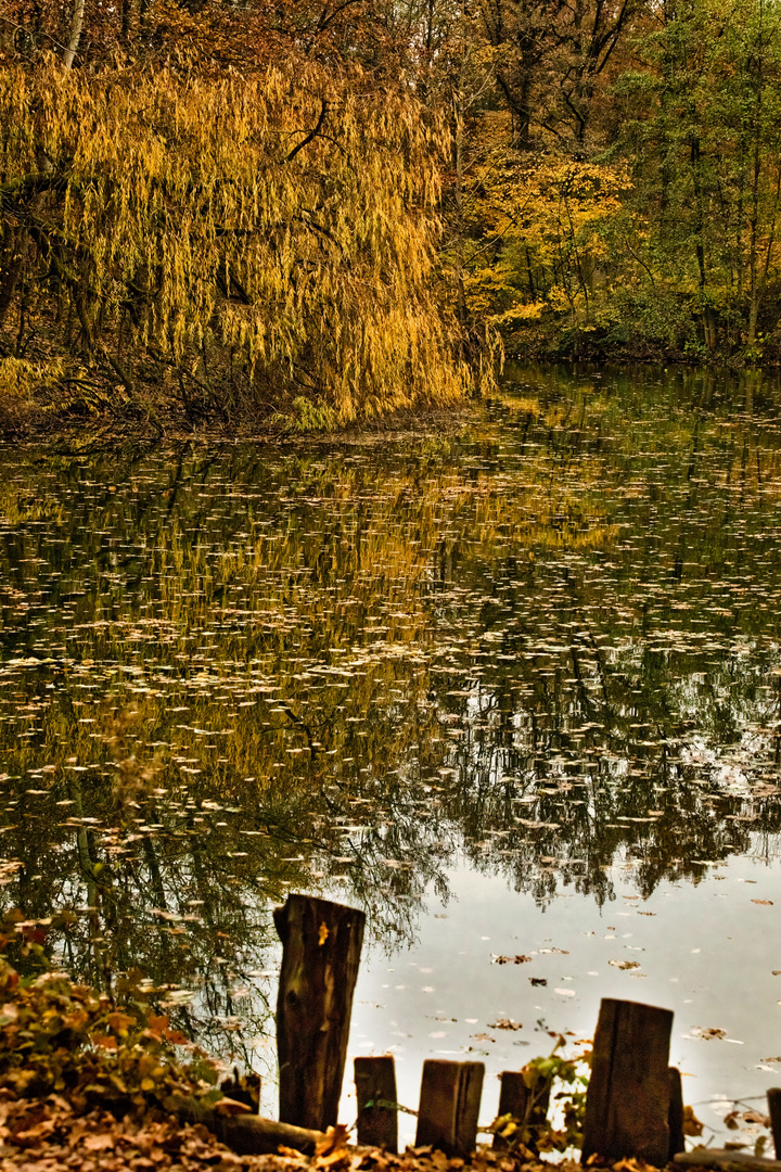 Herbst-Stimmung am Weiher