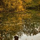 Herbst-Stimmung am Weiher