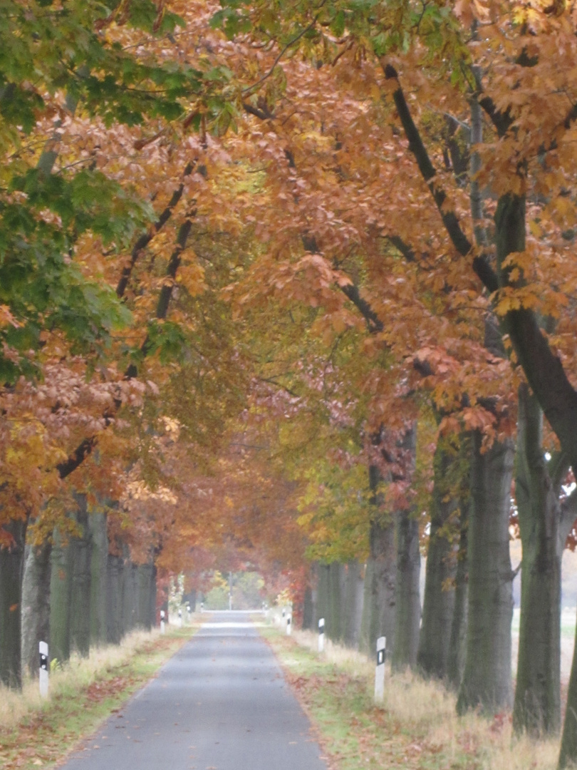 Herbst - Stimmung bei Gr. Gleidingen 10.2011