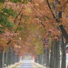 Herbst - Stimmung bei Gr. Gleidingen 10.2011