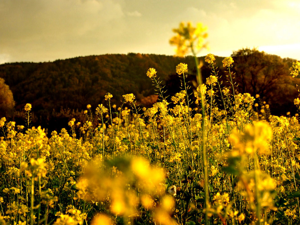 Herbst - Stimmung