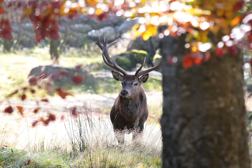 Herbst Stimmung