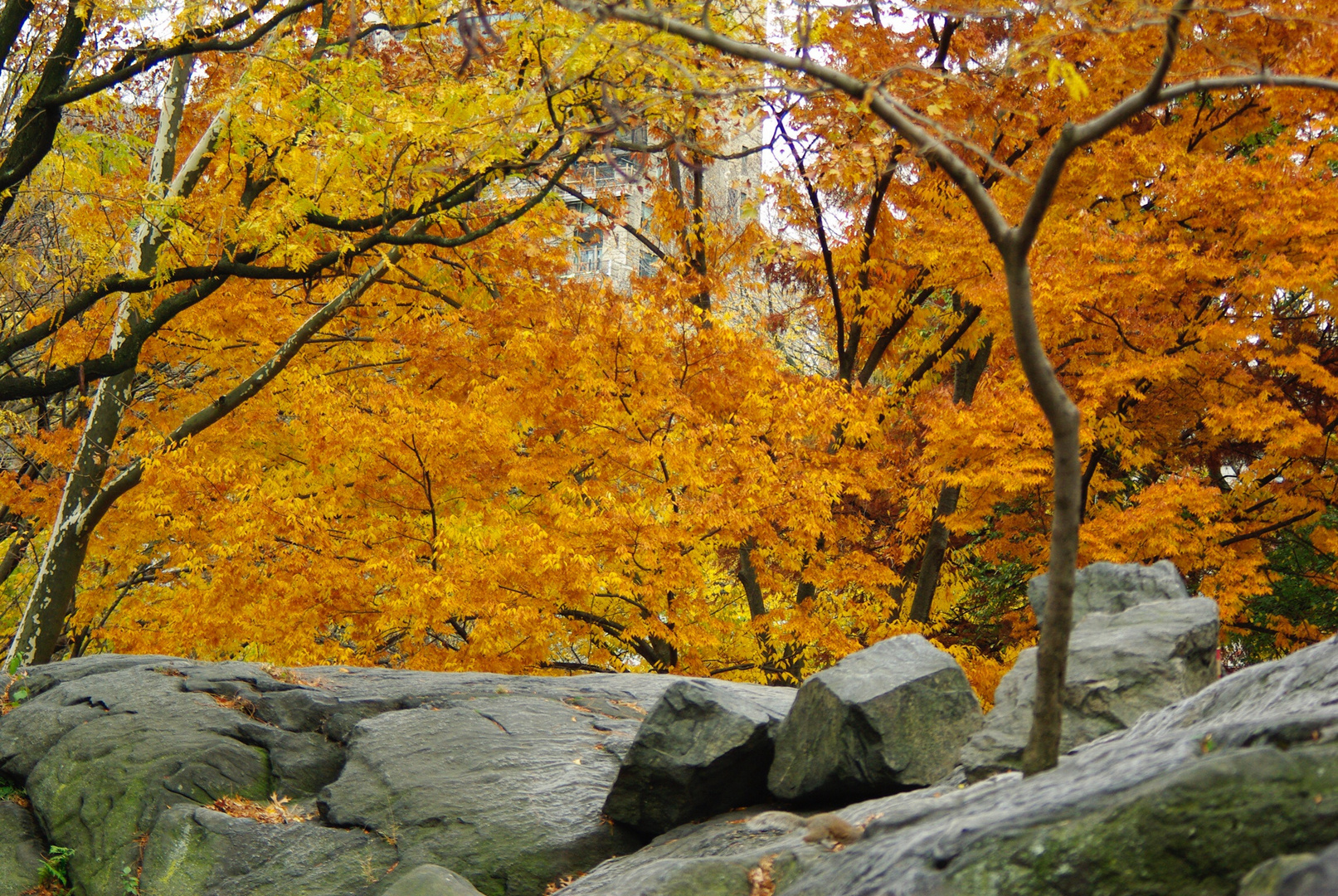 Herbst Stimmung- Fall in Central Park