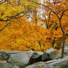 Herbst Stimmung- Fall in Central Park