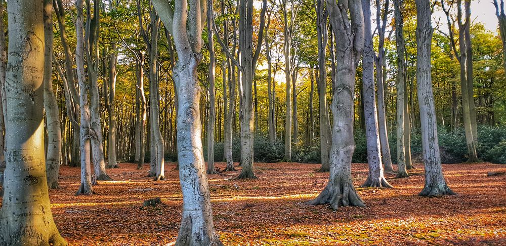 Herbst Stimmung im Gespensterwald...