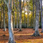 Herbst Stimmung im Gespensterwald...