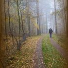 Herbst-Stimmung im Wald