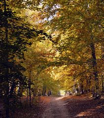 Herbst -Stimmung im Waldgebiet bei Seewalde (MVP)