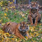 Herbst Stimmung,Djhala & Berani am 15 September 2014 im Augsburger Zoo