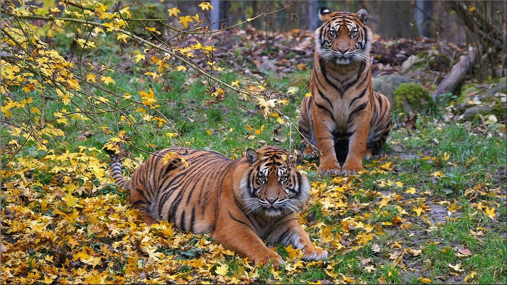 Herbst Stimmung,Djhala & Berani am 15 September 2014 im Augsburger Zoo