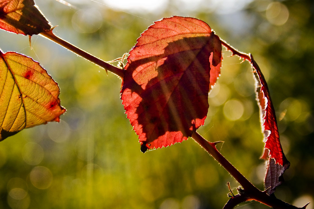 Herbst-Strahlen