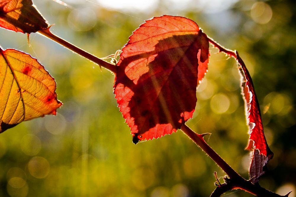 Herbst-Strahlen von KaMa-Ka 