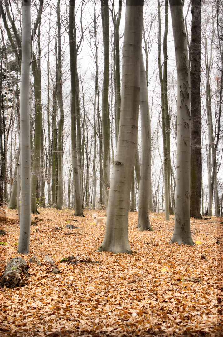 Herbst-Suchbild