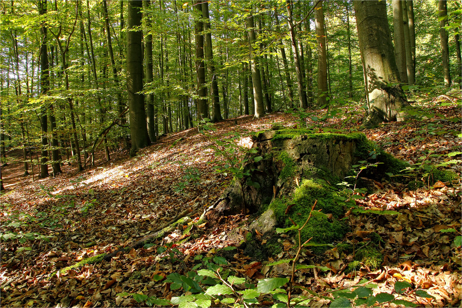 Herbst suchen im Stadtwald Rosengarten :-)