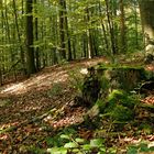 Herbst suchen im Stadtwald Rosengarten :-)