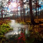 Herbst-Sumpf