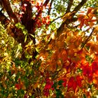 Herbst Symphonie 1