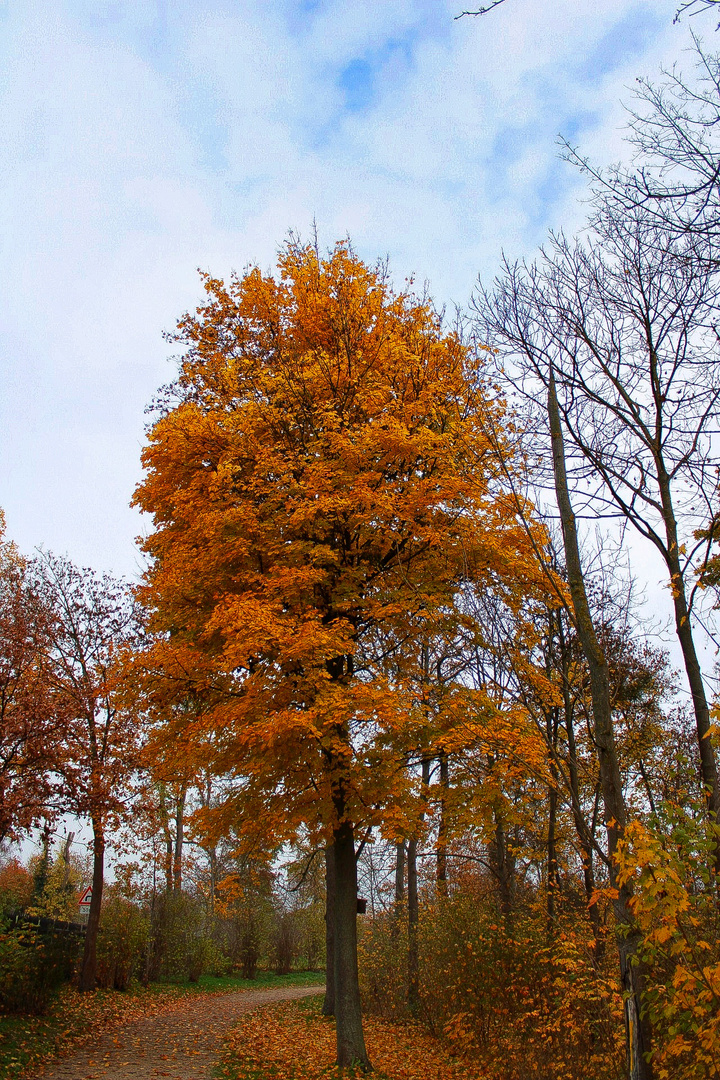 Herbst Szene