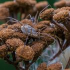 Herbst-Tarnung