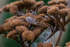 Herbst-Tarnung