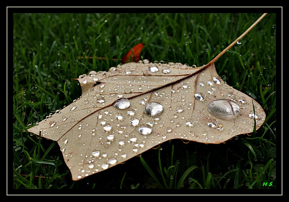 Herbst-Tau-Tropfen