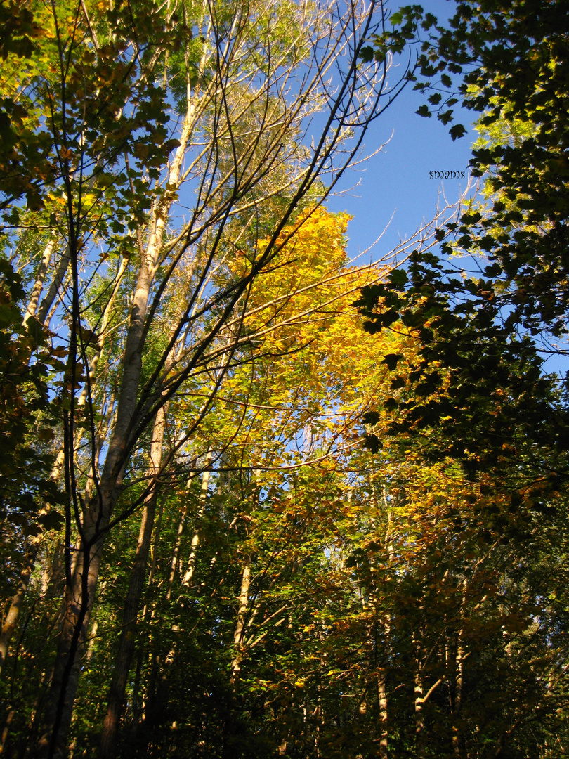 Herbst - Taumel.