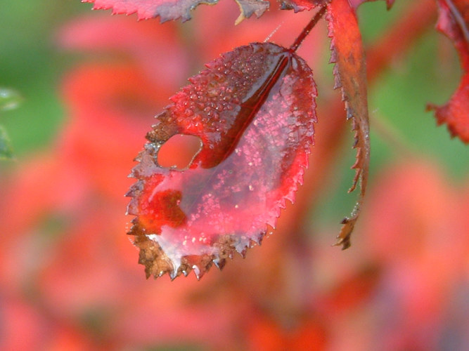 Herbst Tautropfen