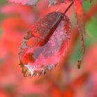 Herbst Tautropfen