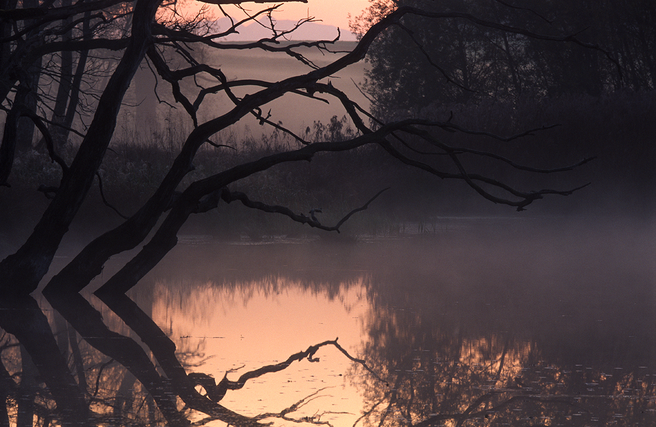 Herbst-Tentakel