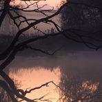 Herbst-Tentakel