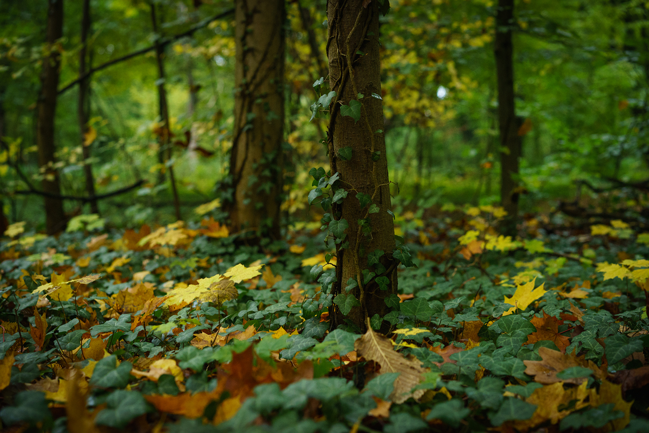 Herbst Teppich