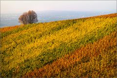 Herbst-Teppich