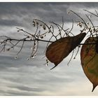 Herbst : Tränen