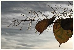 Herbst : Tränen