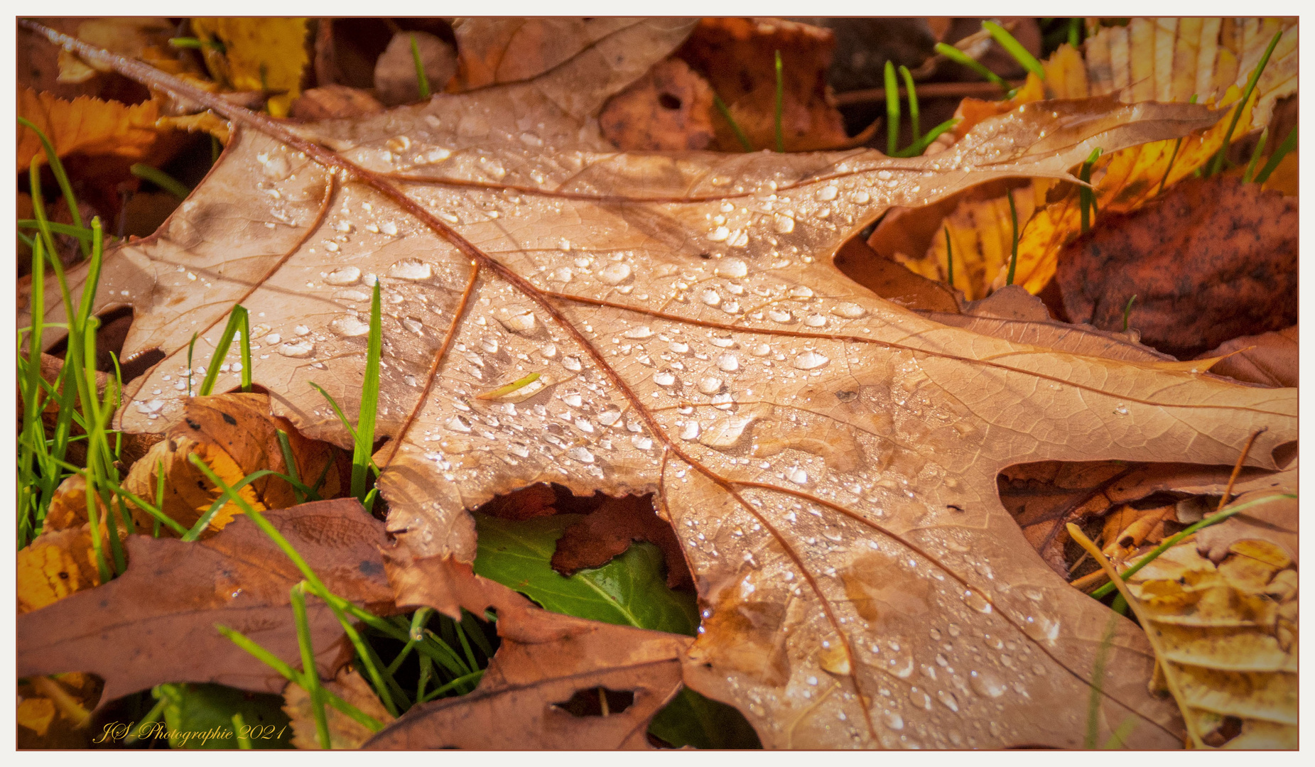 Herbst-Tränen