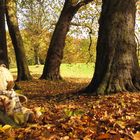 Herbst träumerei