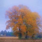 Herbst-Traum