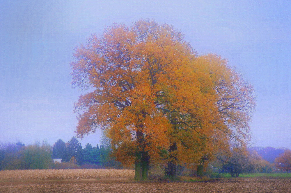 Herbst-Traum