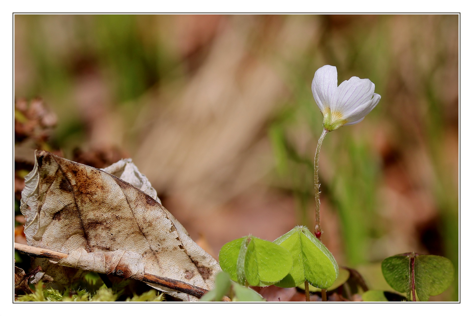 Herbst trifft Frühling...