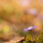 Herbst trifft Frühling