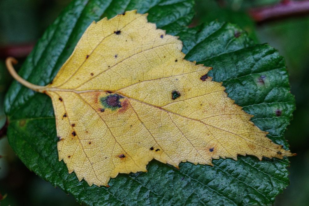 Herbst trifft Sommer