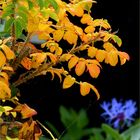 Herbst trifft Sommerblumen