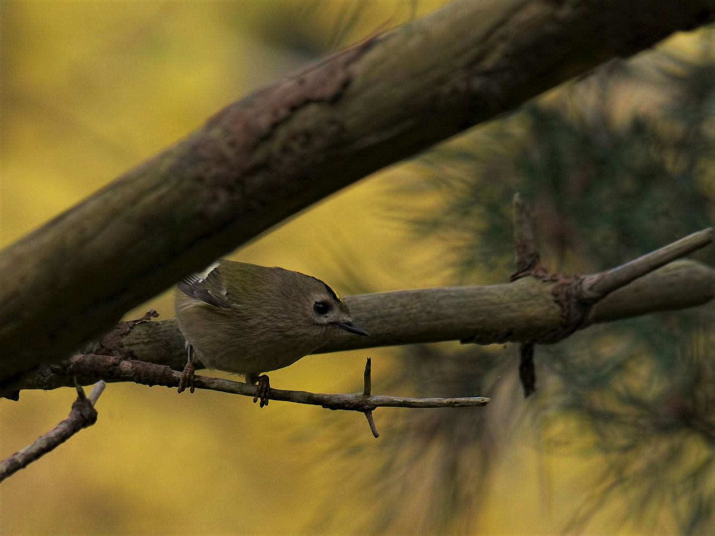 Herbst trifft Winter...