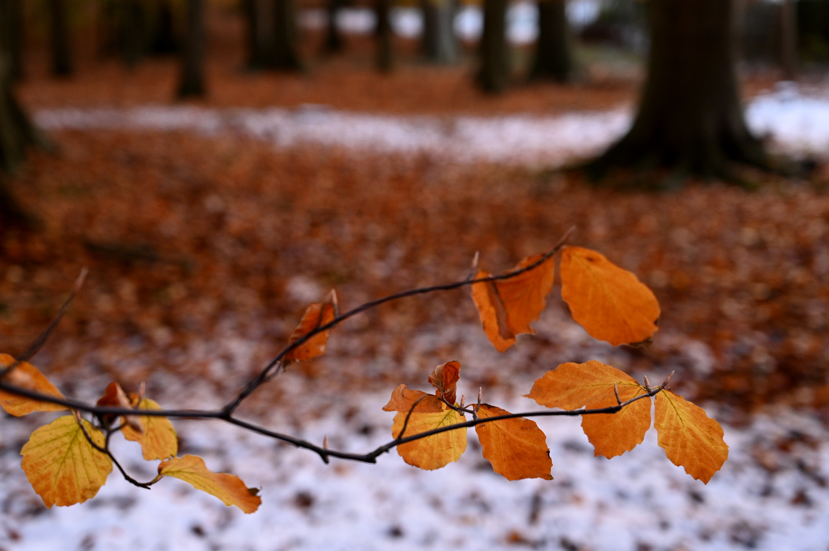 Herbst trifft Winter