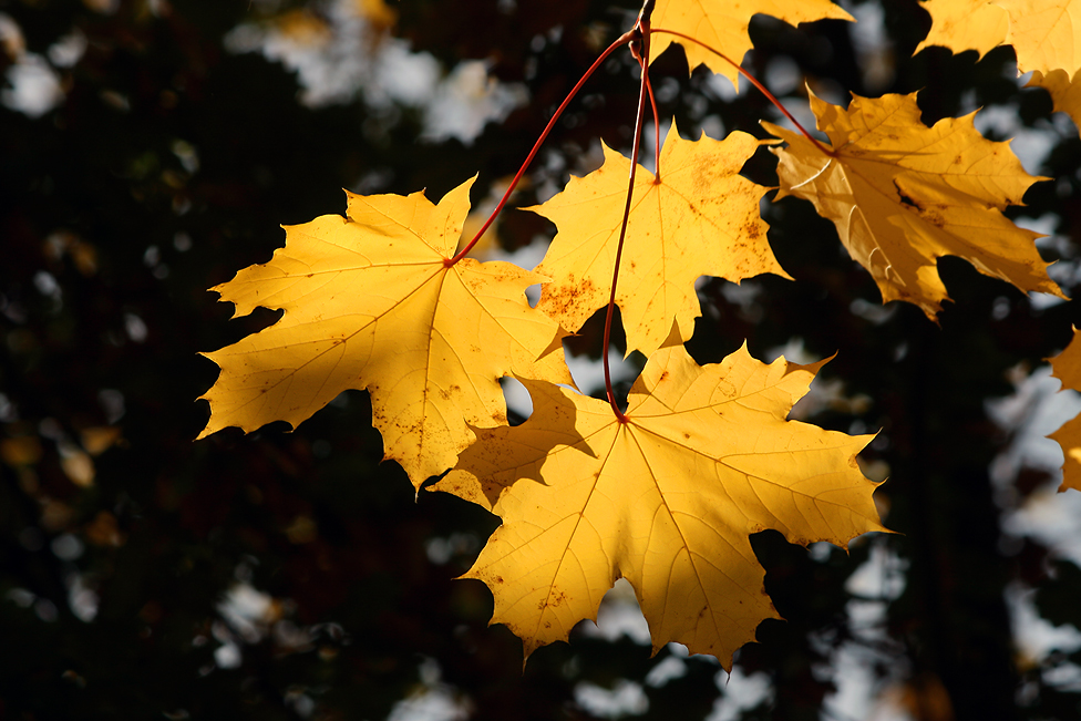 Herbst-Trio