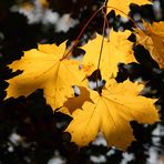 Herbst-Trio