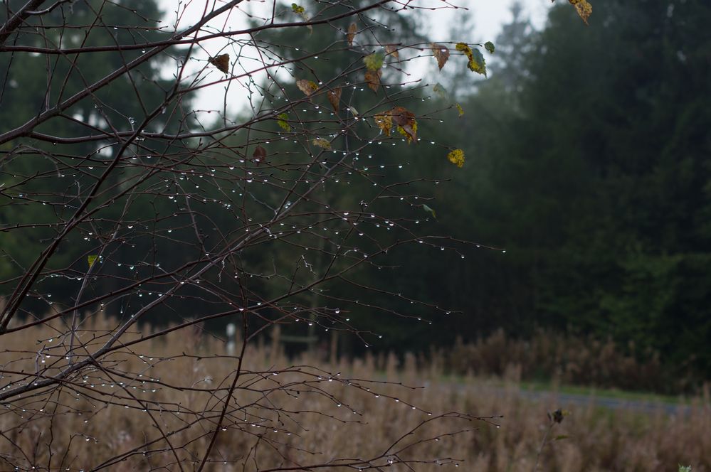 Herbst-Tristesse