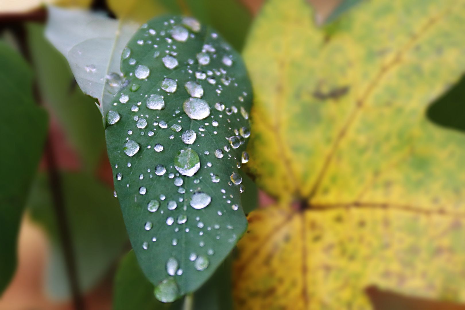 Herbst - Tropfen